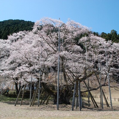 【岐阜 花見スポット】根尾谷淡墨ザクラ