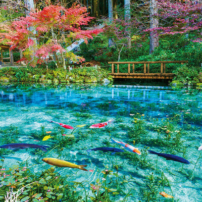 名もなき池(通称:モネの池)