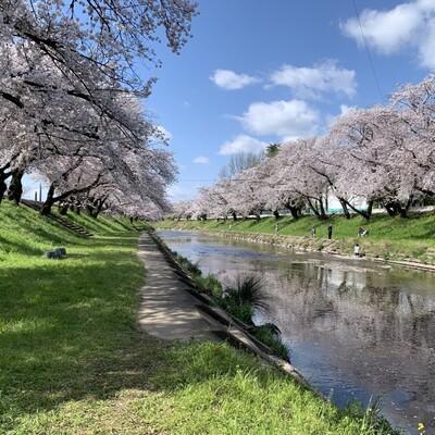 【岐阜 花見スポット】新境川堤 百十郎桜