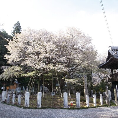 【岐阜 花見スポット】中将姫誓願桜