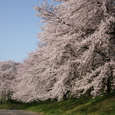 【岐阜 花見スポット】笠松町の桜(奈良津堤ほか)