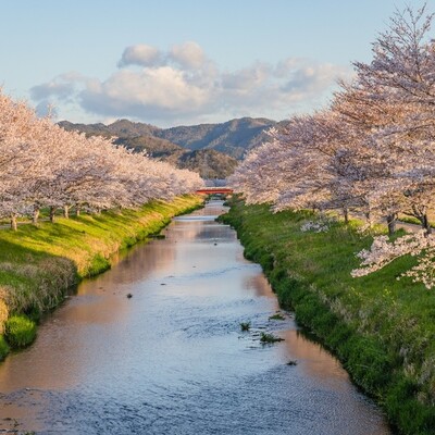 【岐阜 花見スポット】鳥羽川サイクリングロードの桜並木