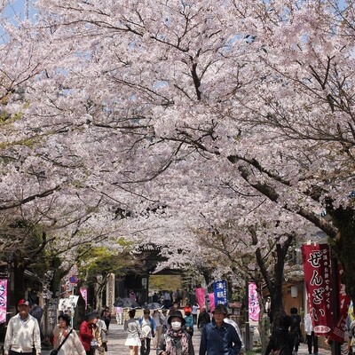 【岐阜 花見スポット】谷汲山門前の桜