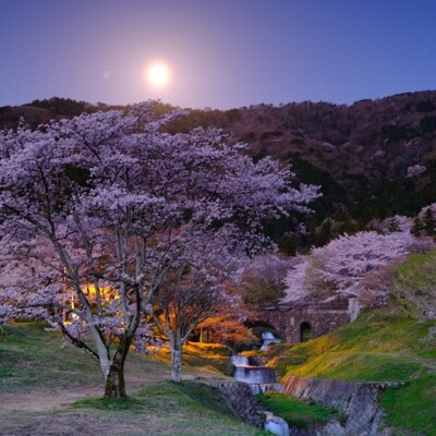 【岐阜 花見スポット】竹中公園の桜