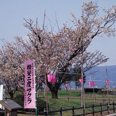 【岐阜 花見スポット】揖斐二度ザクラ