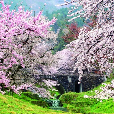 【岐阜 花見スポット】霞間ヶ渓