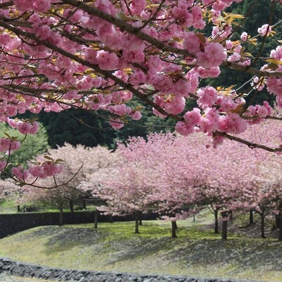 【岐阜 花見スポット】羽根谷だんだん公園