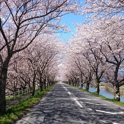 【岐阜 花見スポット】大榑川堤の桜並木