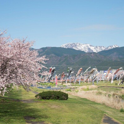 【岐阜 花見スポット】相川水辺公園の桜