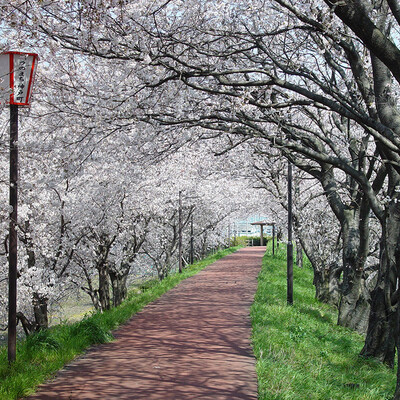 【岐阜 花見スポット】輪中堤の桜