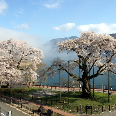 【岐阜 花見スポット】荘川桜